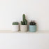 Cactus in colourful ceramic planter